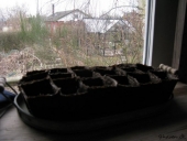 Forspiret Petunia