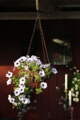 Petunia