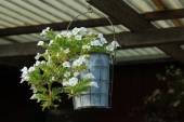 Petunia