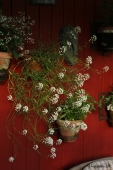 Lobularia; Snow Princess