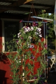 Ærteblomst og Petunia