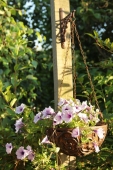 Petunia