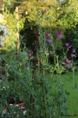 Ærteblomst