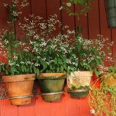 Euphorbia; Diamond Frost