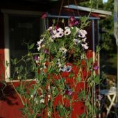 Ærteblomst og Petunia