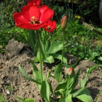 Tulipan