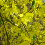 Forsythia